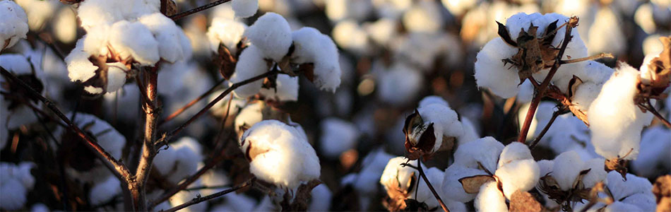 You are currently viewing Cotton: The Fabric of our Lives