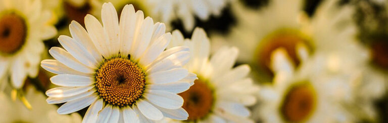 Spring Packaging Inspiration | Prime Line Packaging