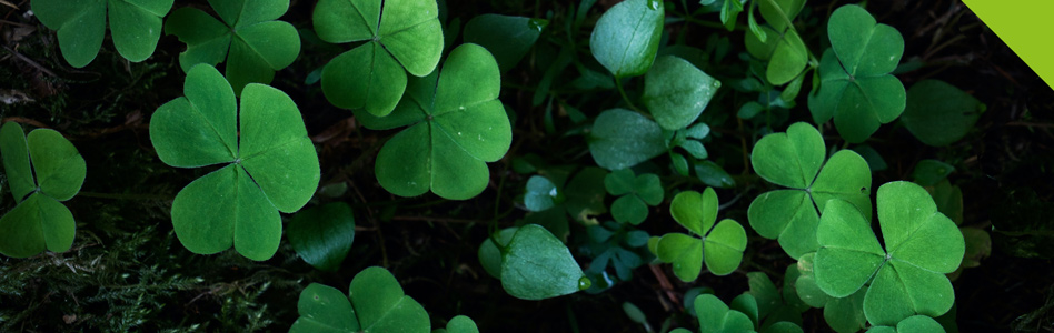 Read more about the article Emerald Green: Not Just for St. Patrick’s Day